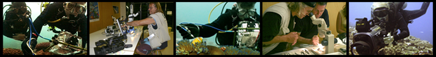 Liquid Motion Underwater Film Production Company - Professional Underwater Film Services, #underwaterfilmservices #underwaterfilmmaking #underwaterfilmcourses #underwaterproductionservices #underwatercameraman, National Geographic, Fox, Water Colours Series